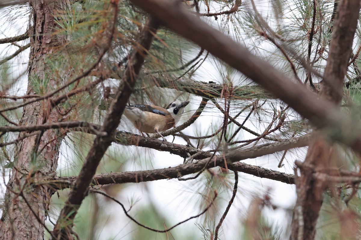 Eurasian Jay (White-faced) - ML642378848