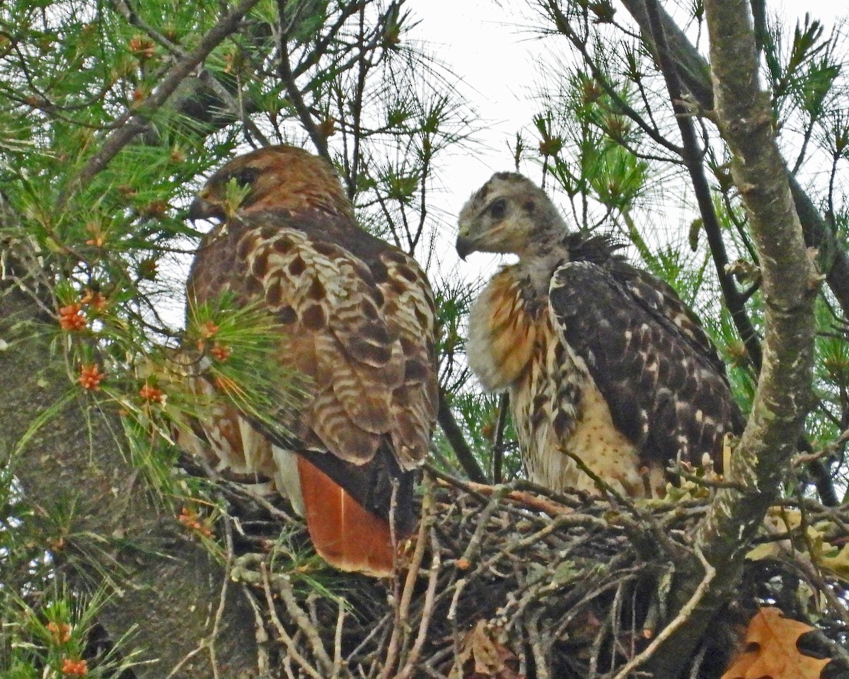 Red-tailed Hawk - ML642378856