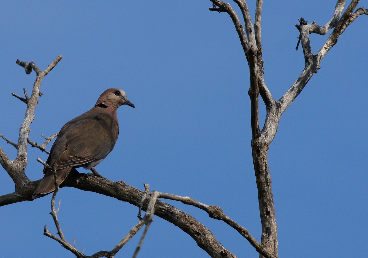 Red-eyed Dove - ML642378870