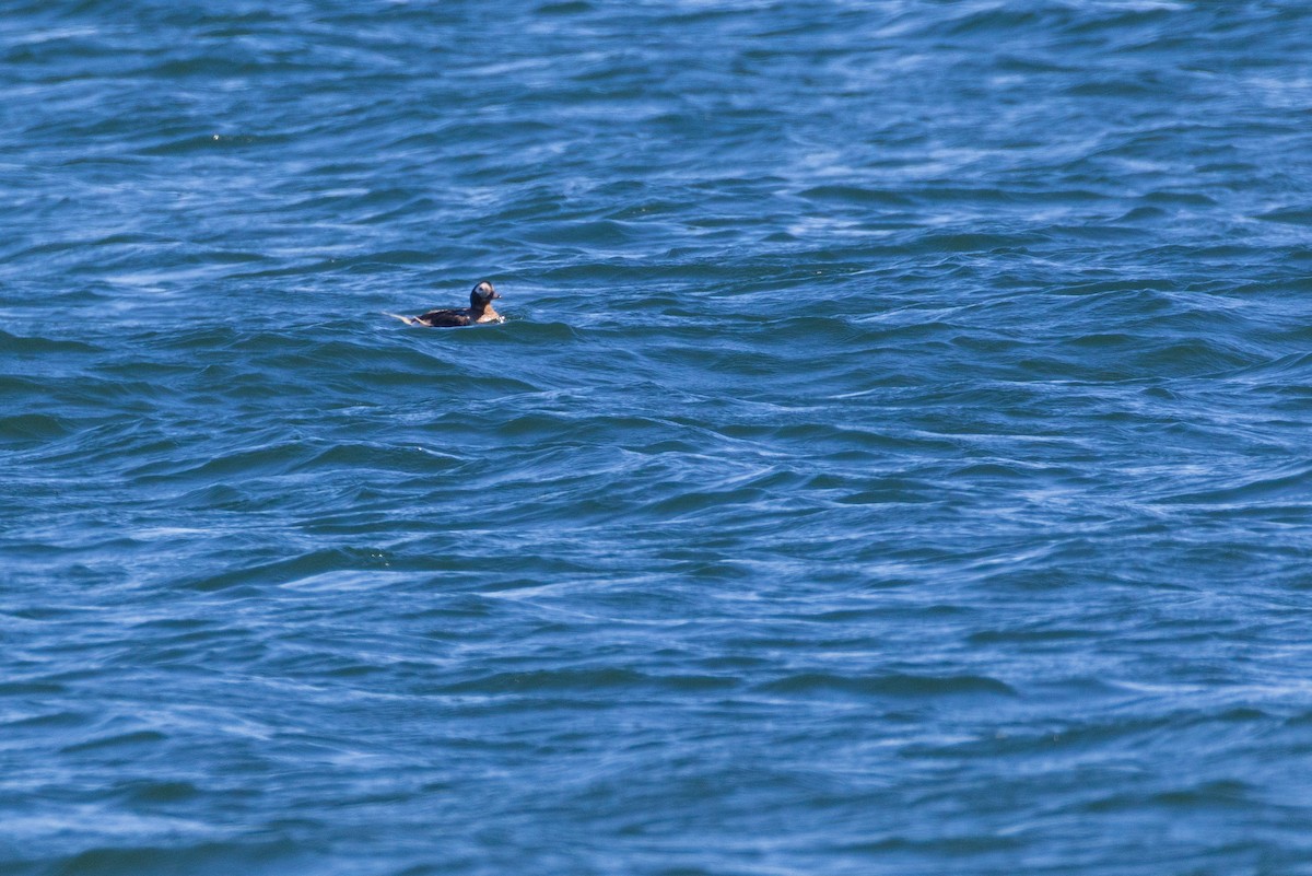 Long-tailed Duck - ML642378881