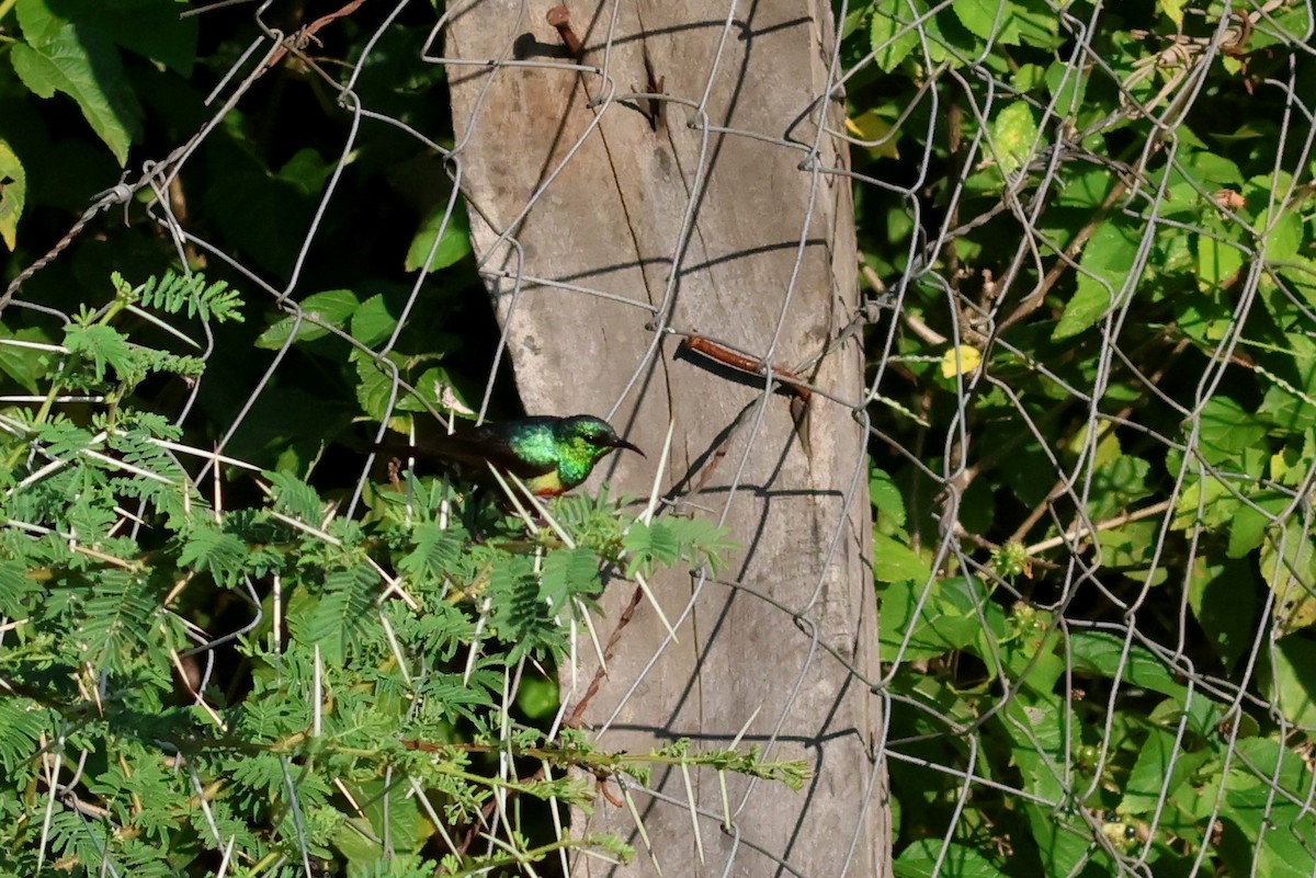 fagersolfugl - ML642378894
