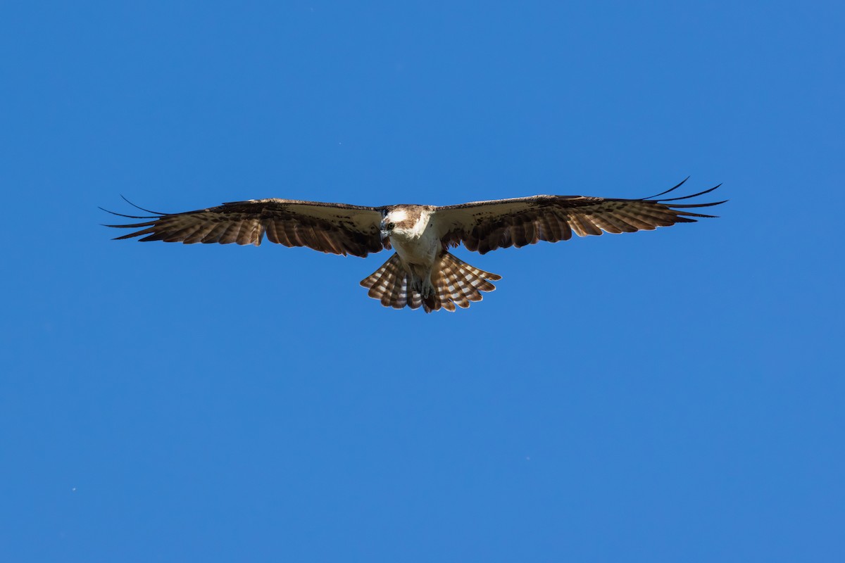 ミサゴ - ML642378898