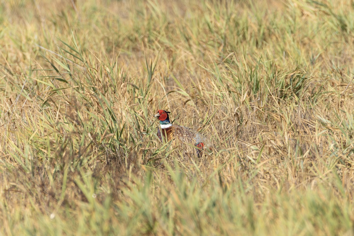 Ring-necked Pheasant - ML642378902