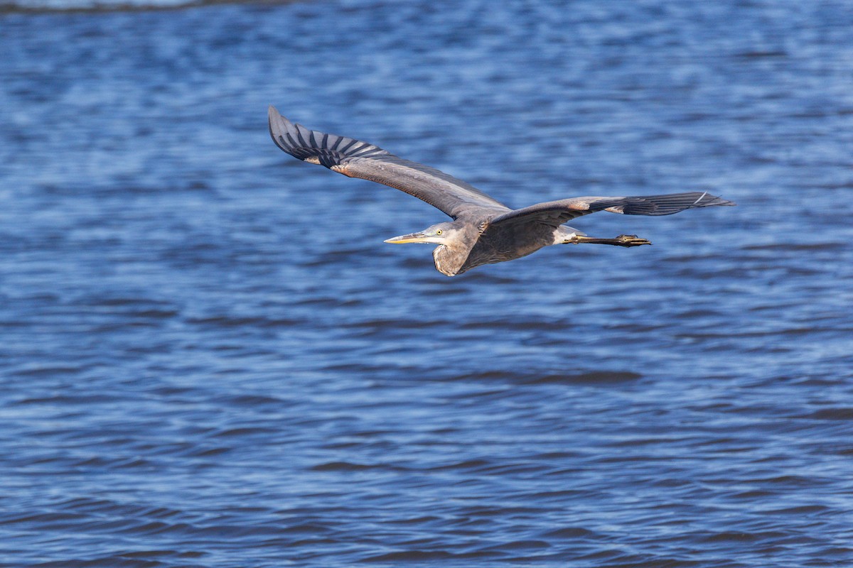 Great Blue Heron - ML642378906