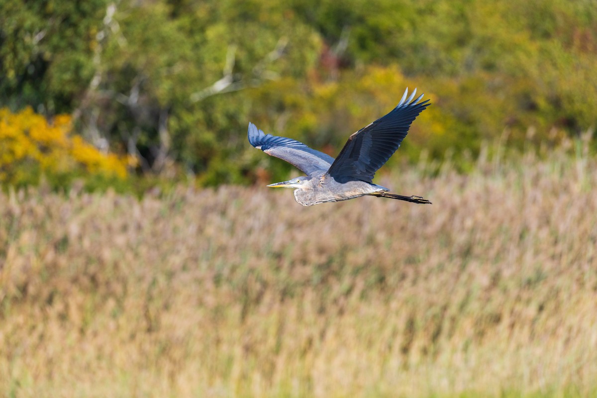 Great Blue Heron - ML642378907