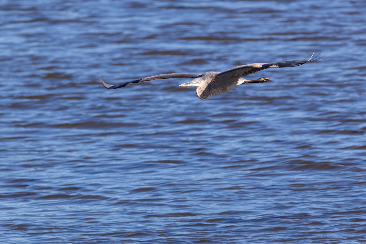 Great Blue Heron - ML642378908