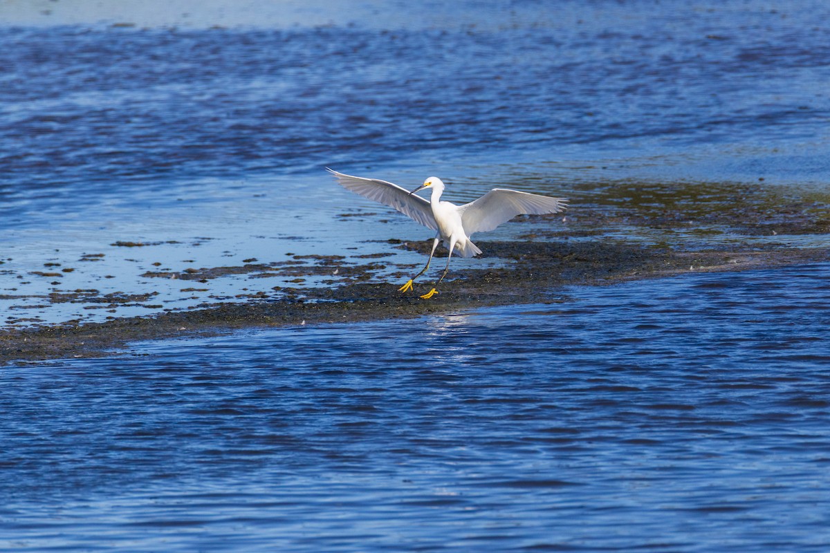 Snowy Egret - ML642378915