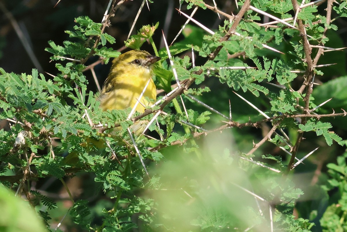 Little Weaver - ML642378918