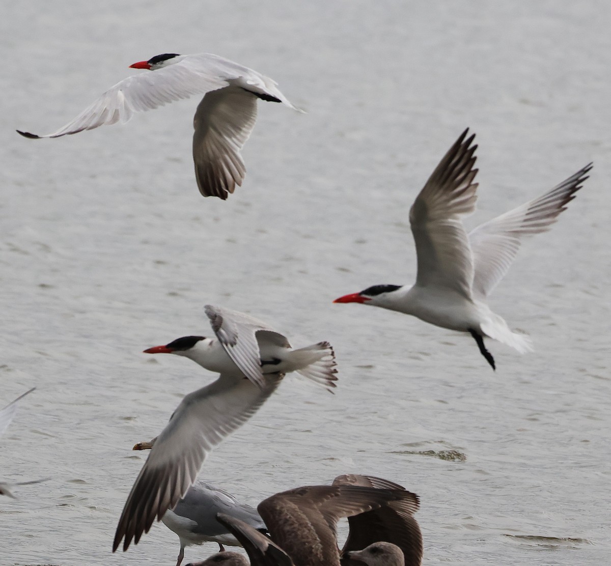Caspian Tern - ML642378919