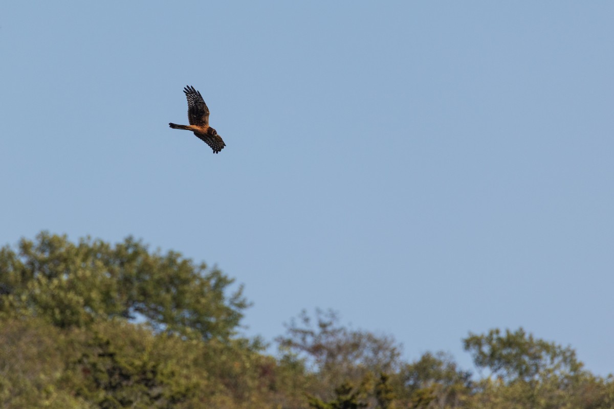 Northern Harrier - ML642378921
