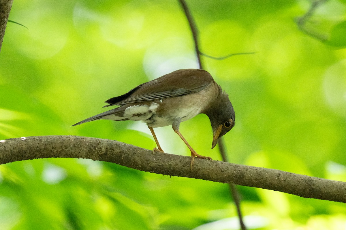Pale Thrush - ML642378922