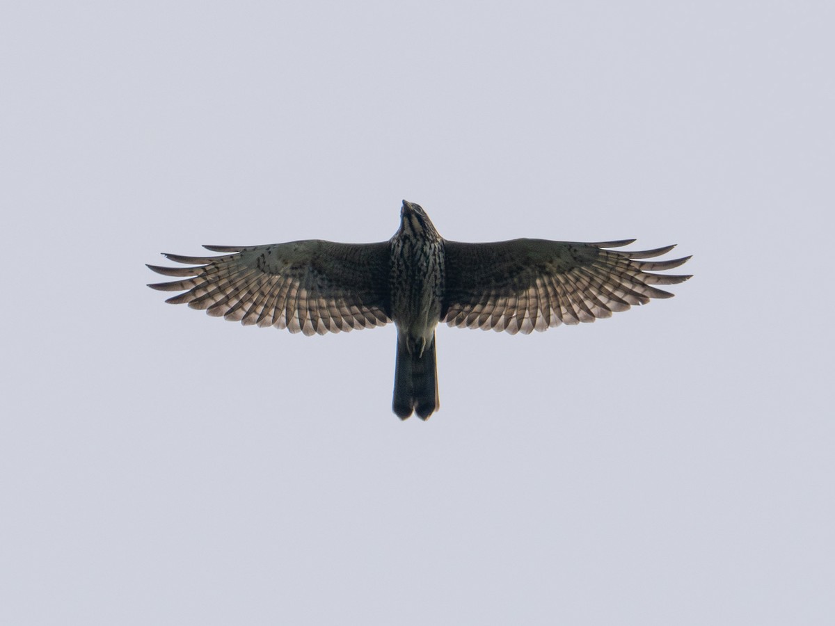 Gray-faced Buzzard - ML642378924