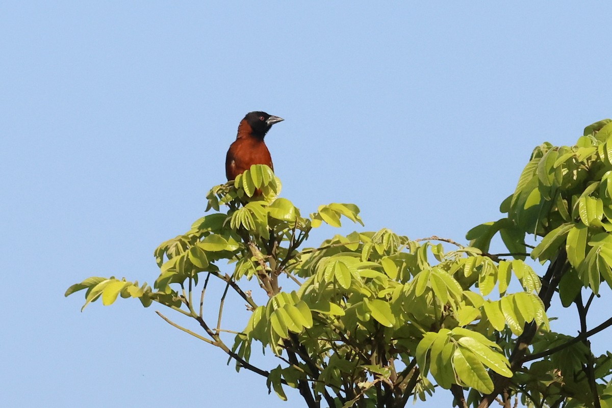 Chestnut Weaver - ML642378926