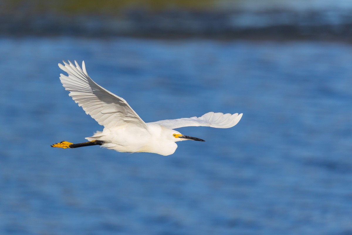Snowy Egret - ML642378927