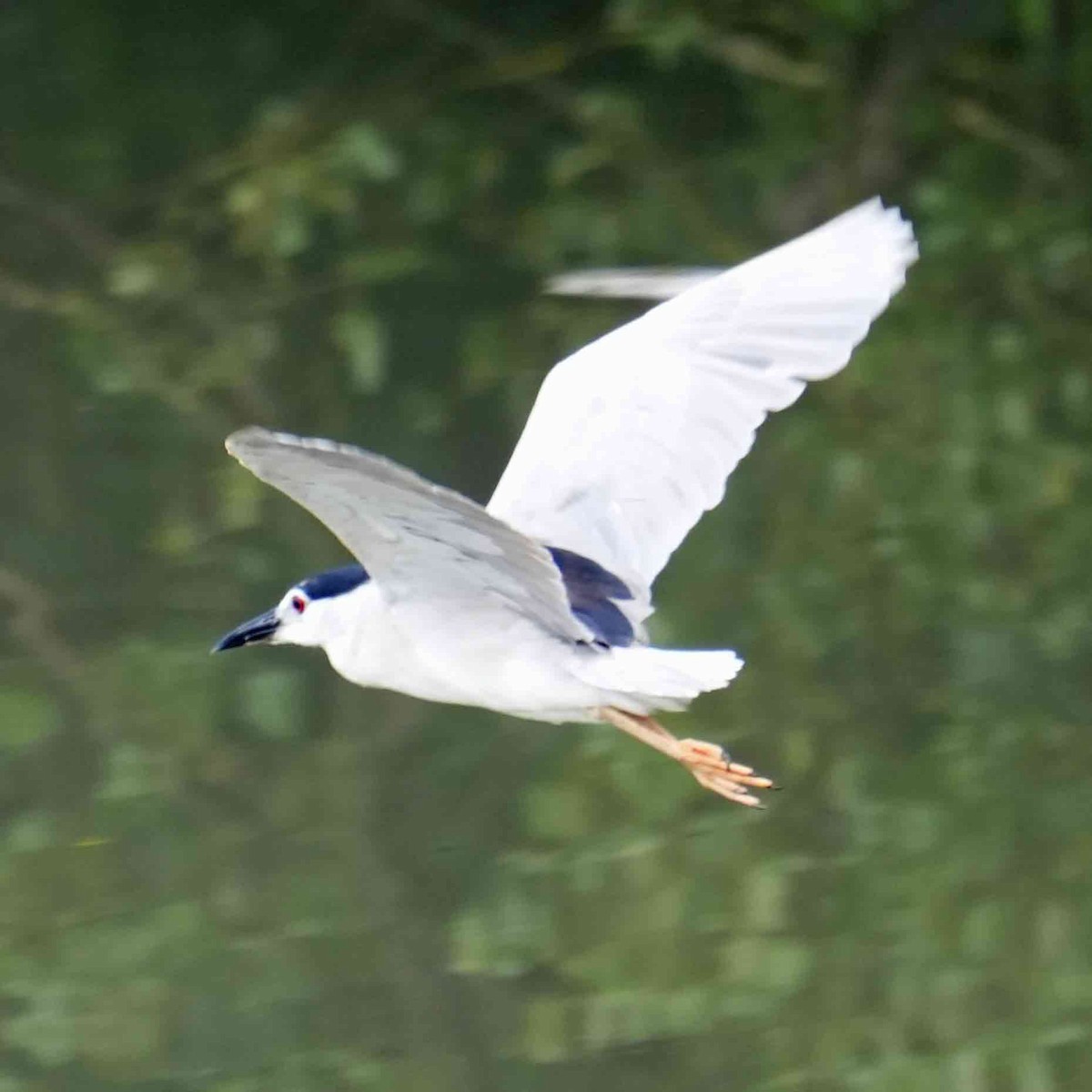 Black-crowned Night Heron - ML642378928