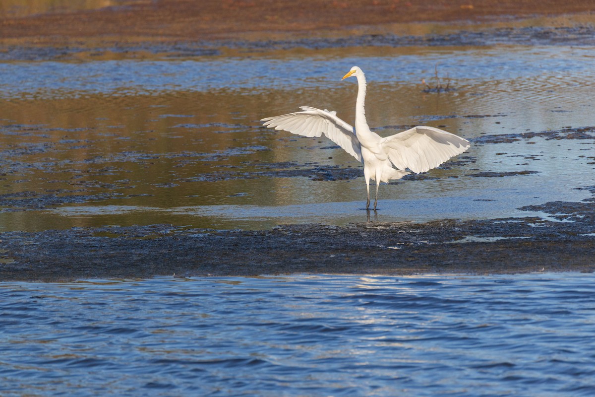 Great Egret - ML642378930