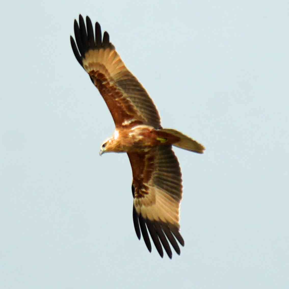 Brahminy Kite - ML642378931