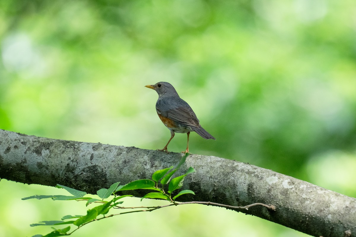 Gray-backed Thrush - ML642378932