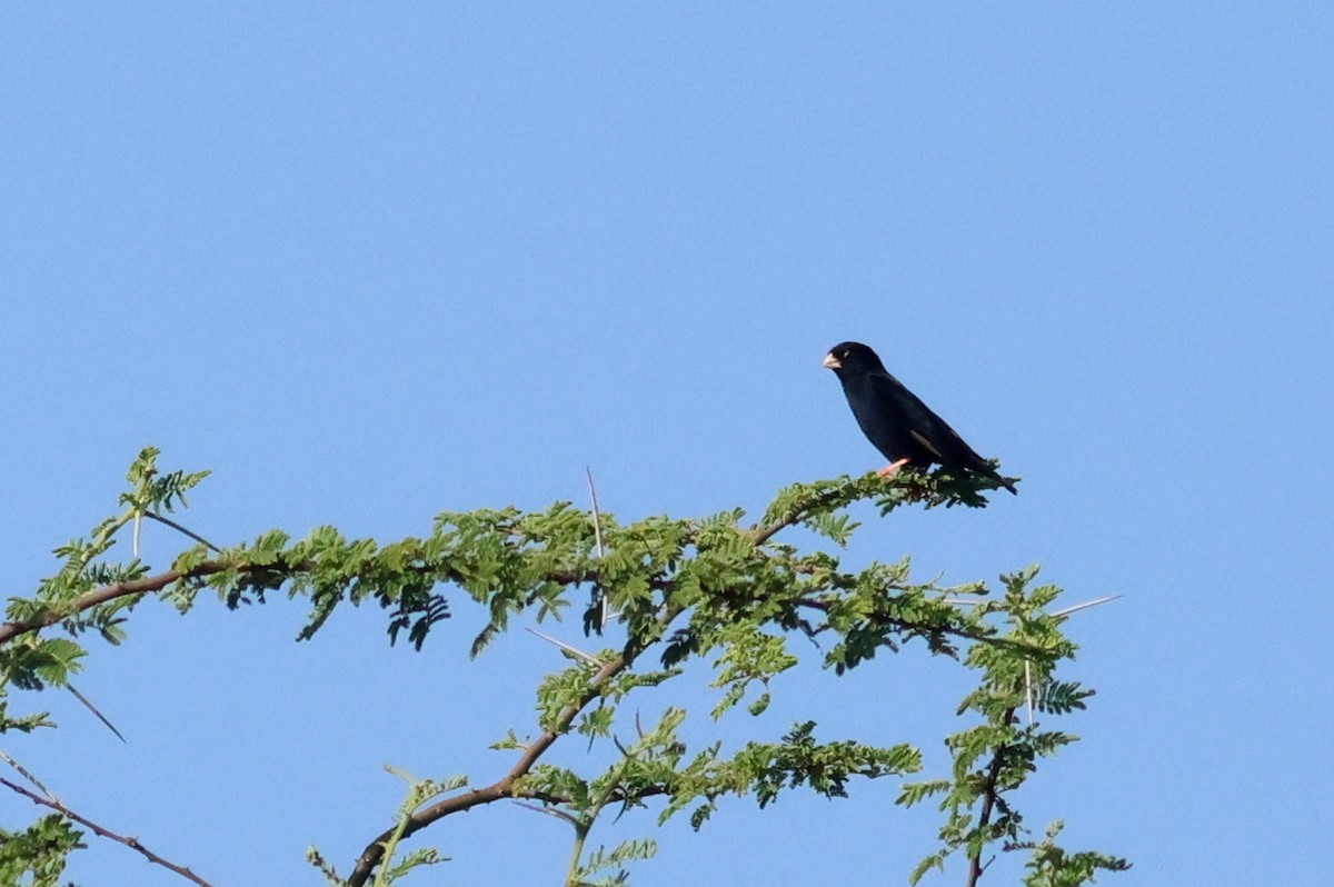 Village Indigobird - ML642378936