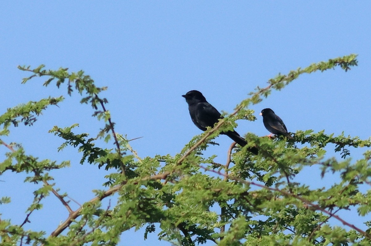 Village Indigobird - ML642378937