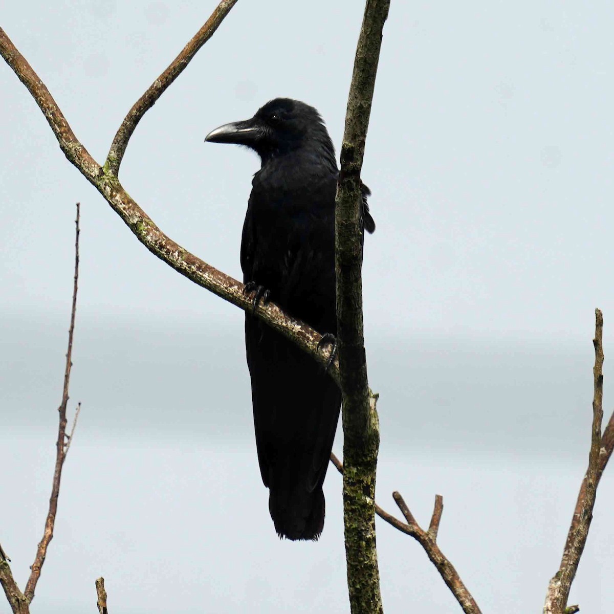 Philippine Jungle Crow - ML642378943