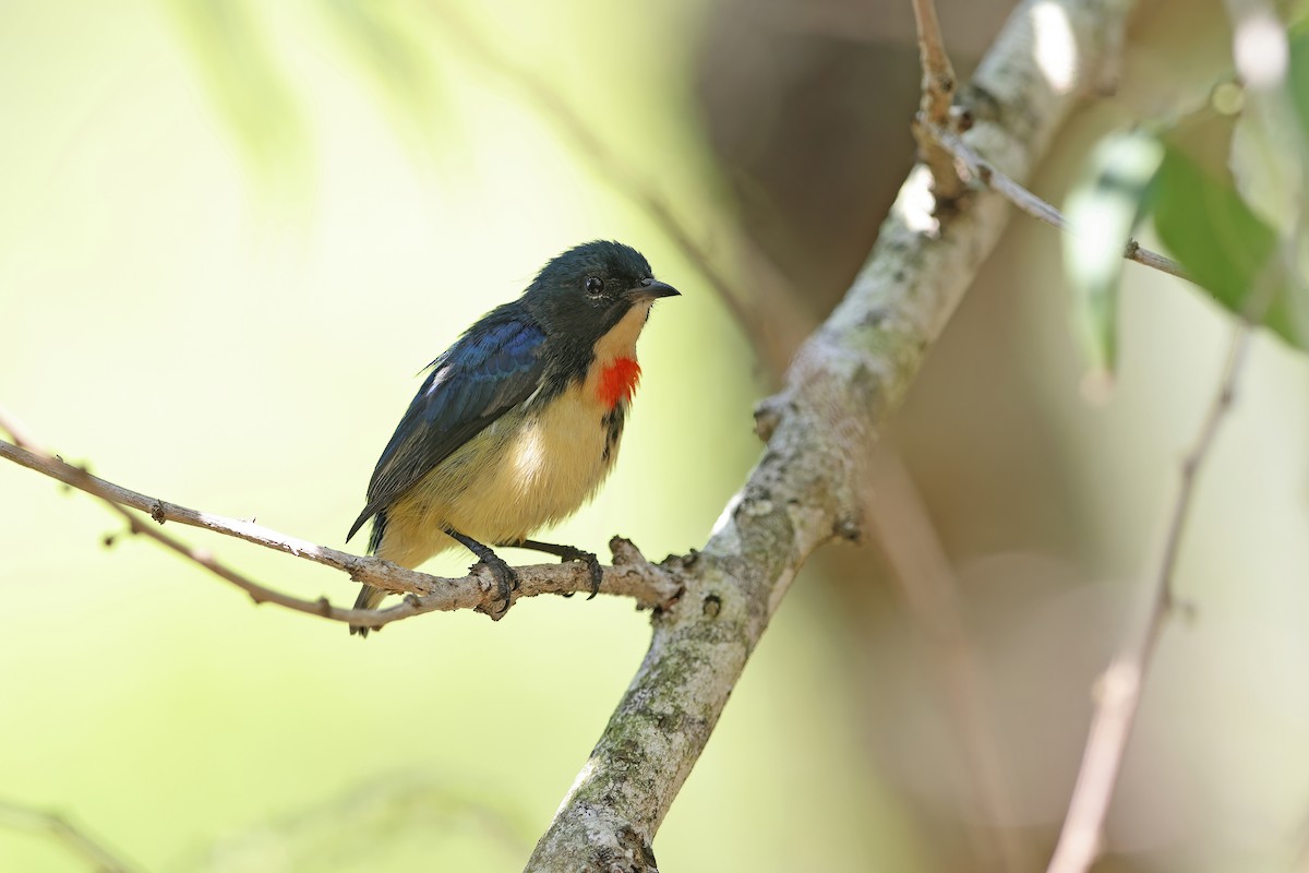 Fire-breasted Flowerpecker - ML642378944