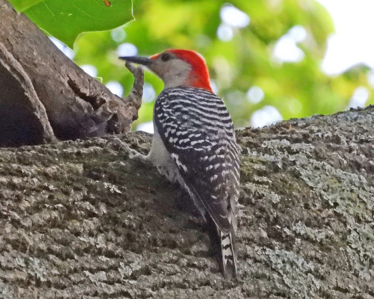 Red-bellied Woodpecker - ML642378945