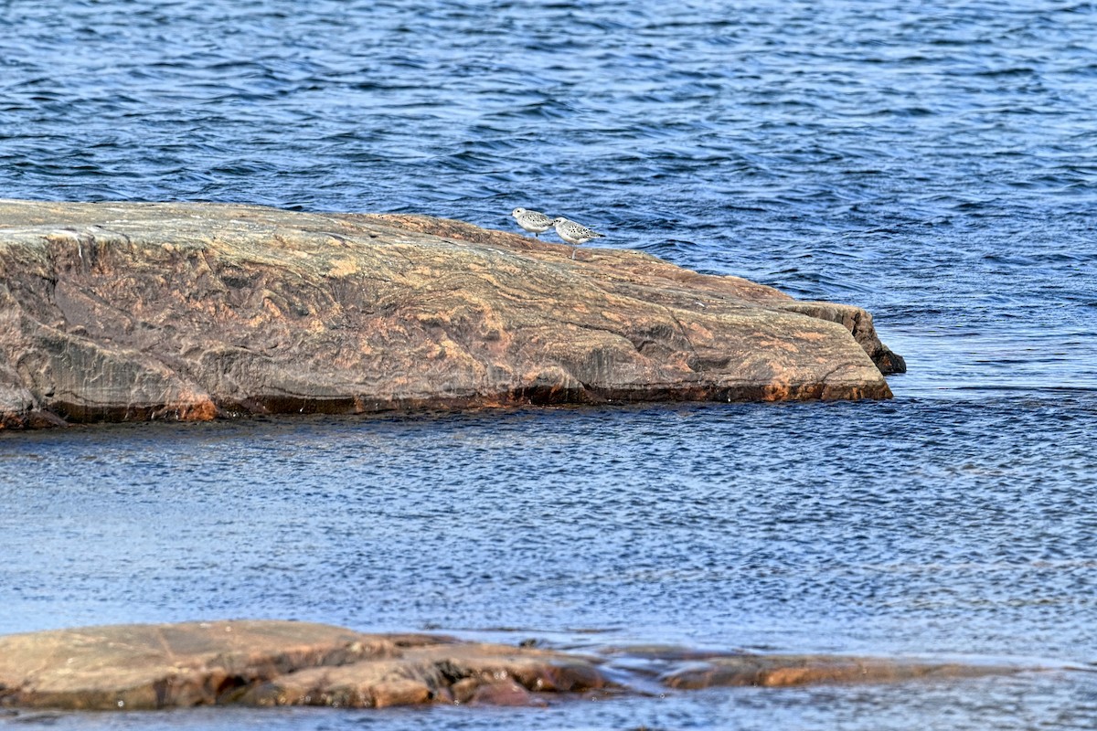 Black-bellied Plover - ML642378946