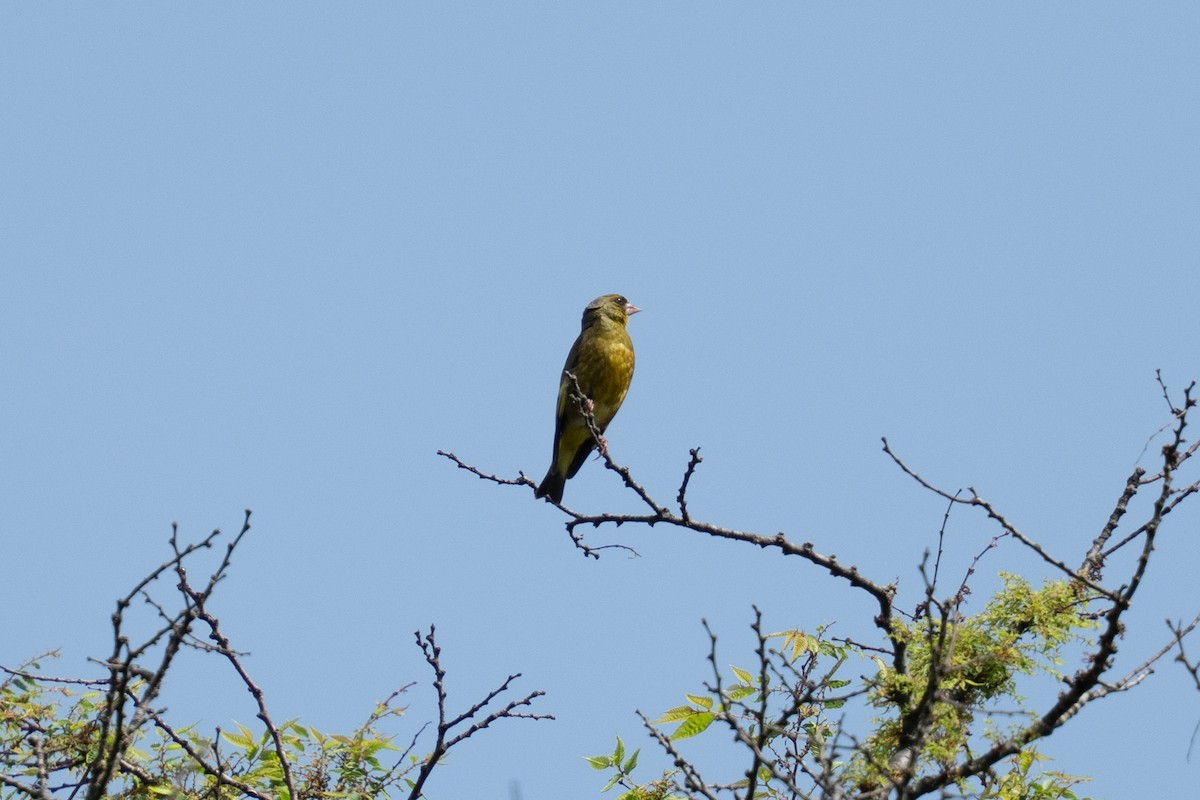 Oriental Greenfinch - ML642378949