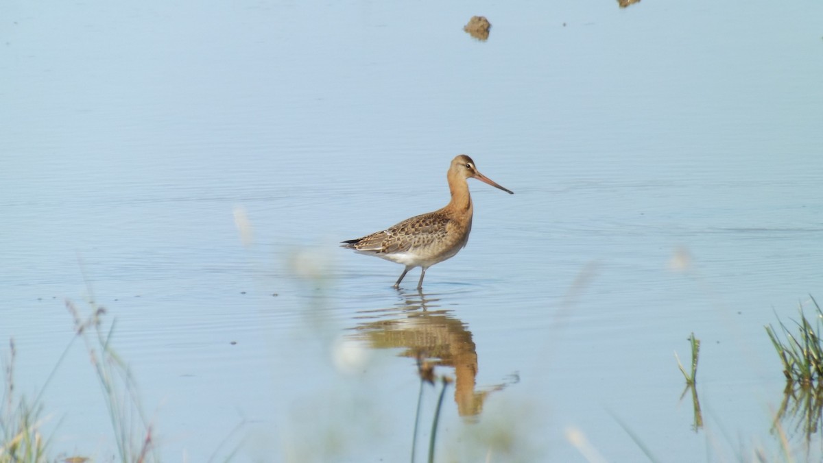 Black-tailed Godwit - ML642378961