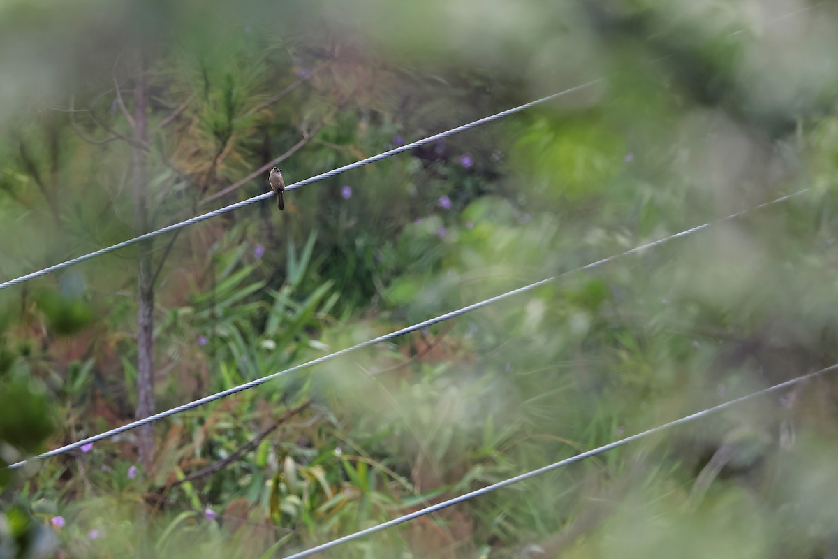 Flavescent Bulbul - ML642378963