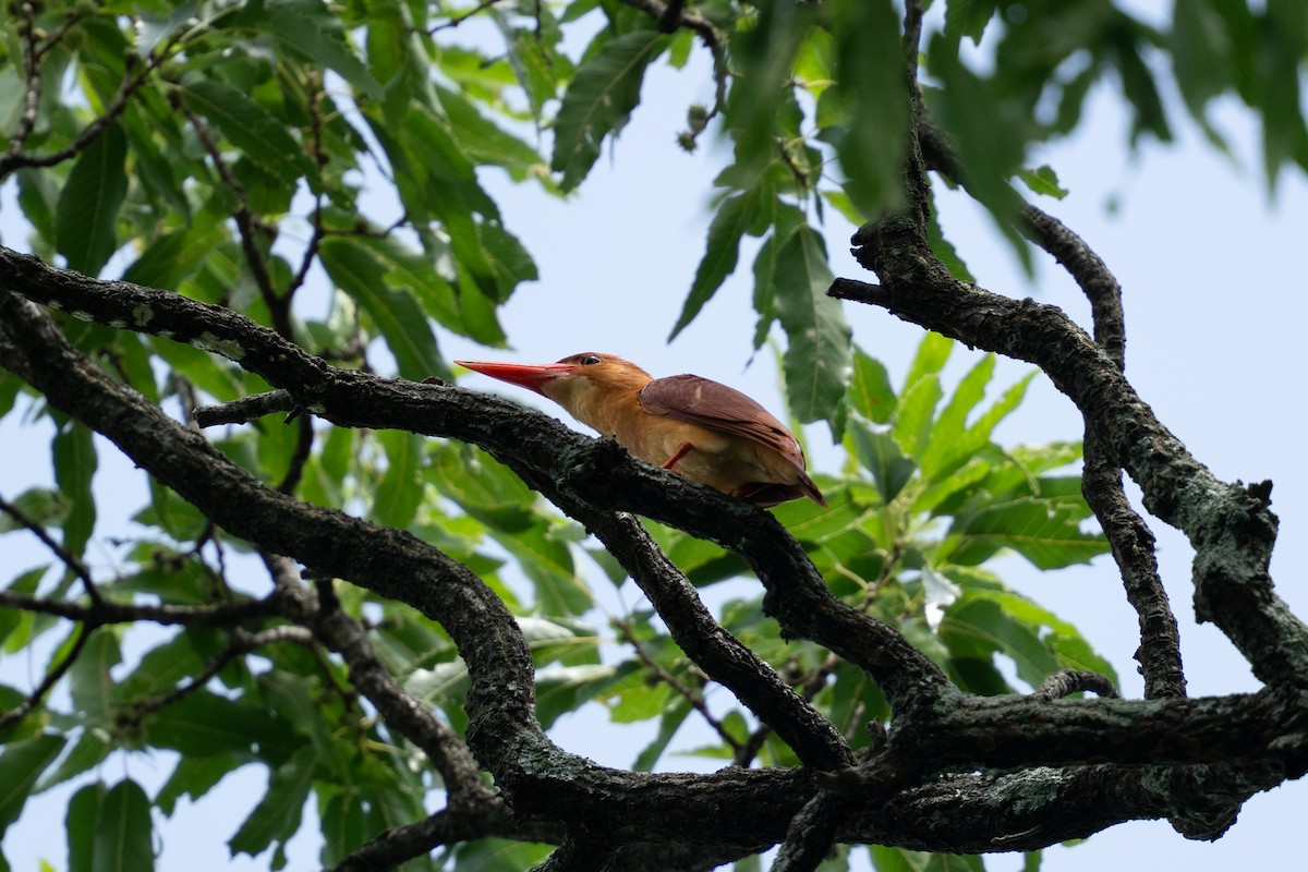 Ruddy Kingfisher - ML642378964