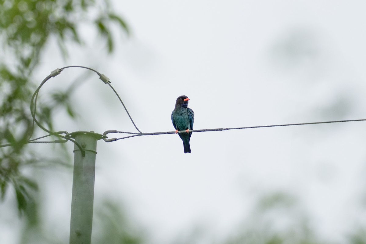 Dollarbird - ML642378966
