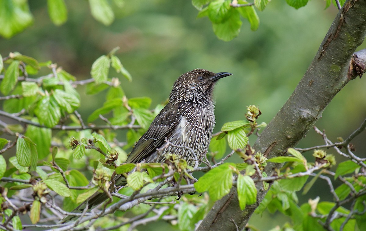Little Wattlebird - ML642378967