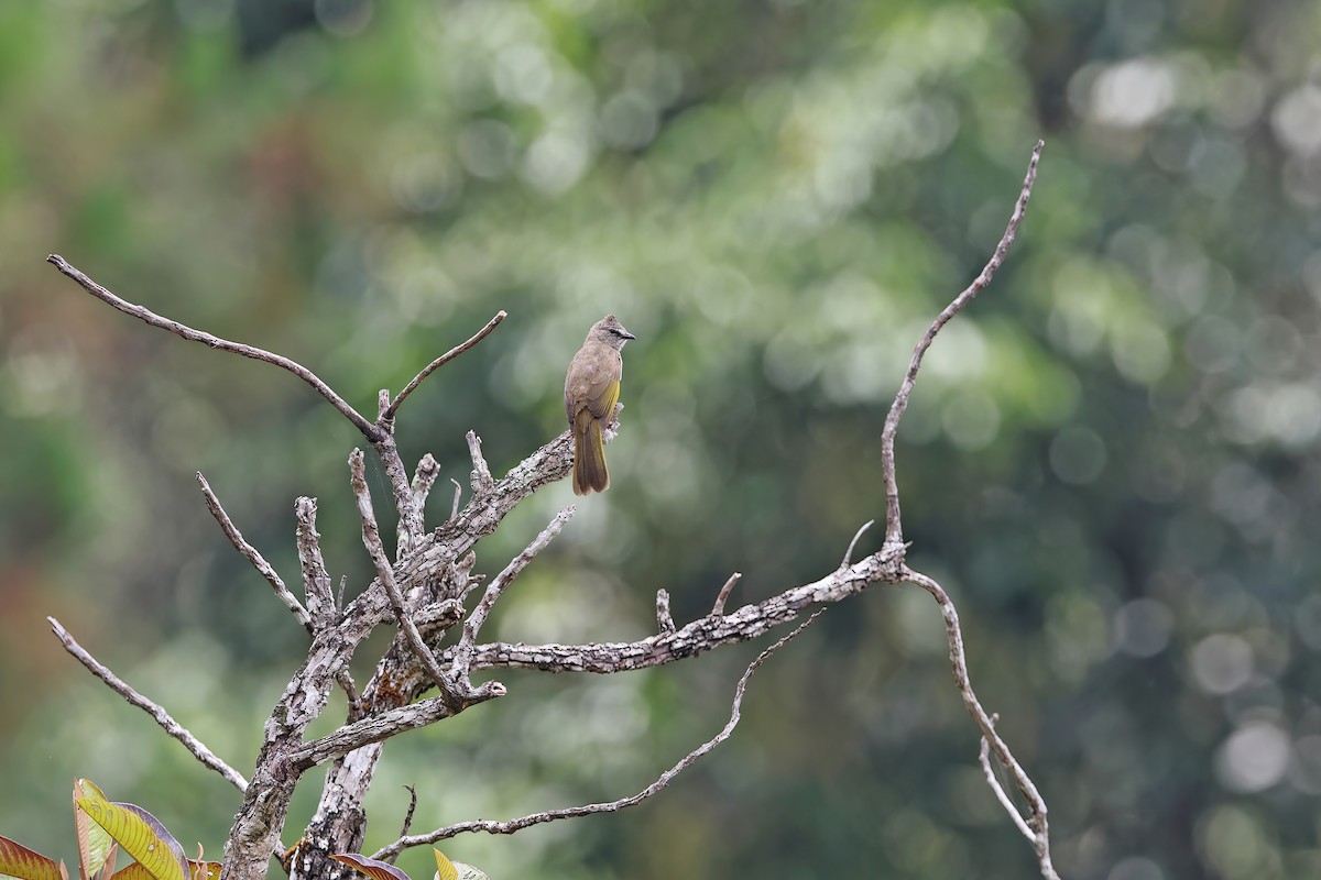 Flavescent Bulbul - ML642378971