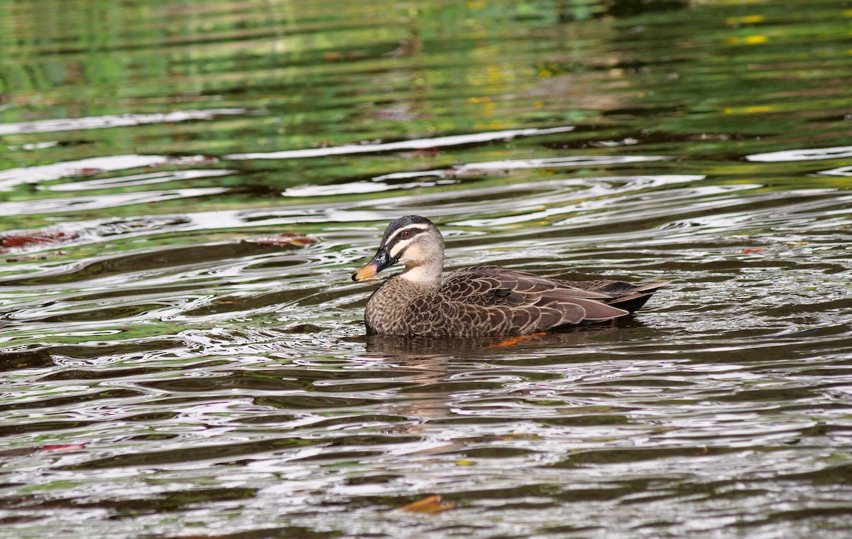 Pacific Black Duck - ML642378978