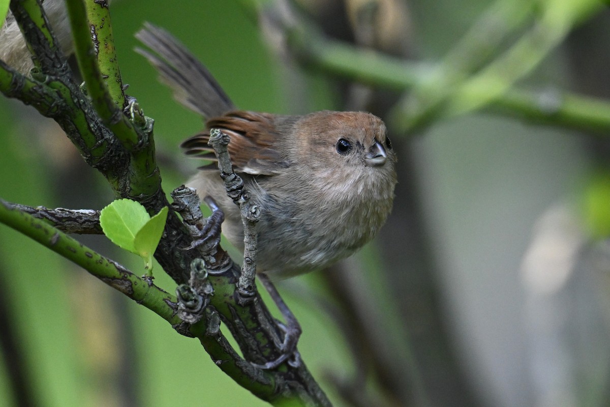 Vinous-throated Parrotbill - ML642378982