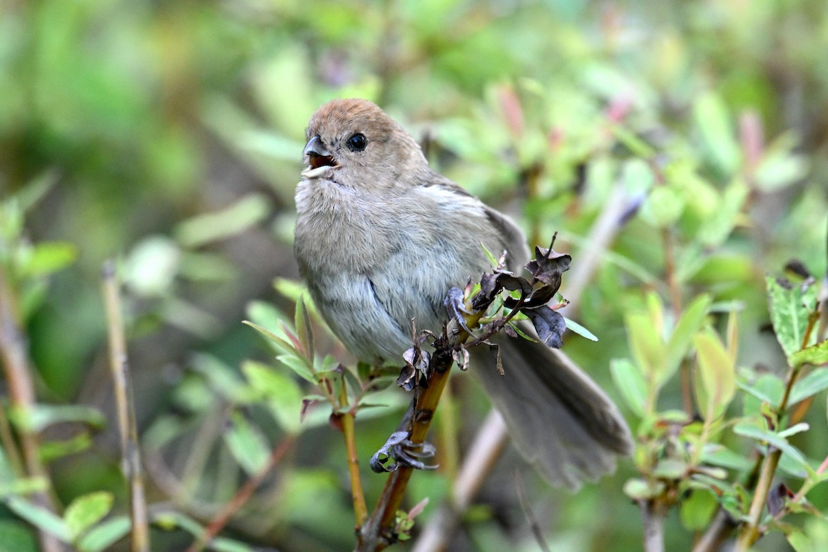 Vinous-throated Parrotbill - ML642378983