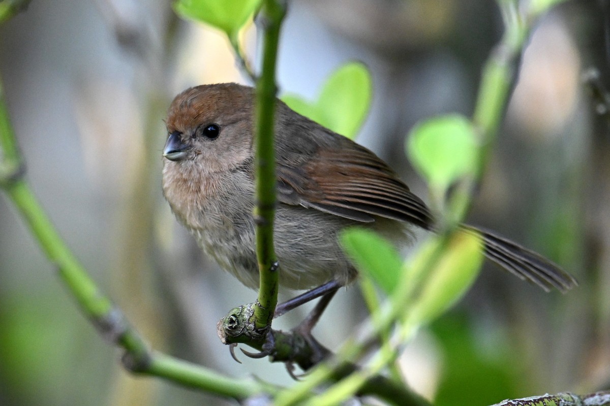 Vinous-throated Parrotbill - ML642378984