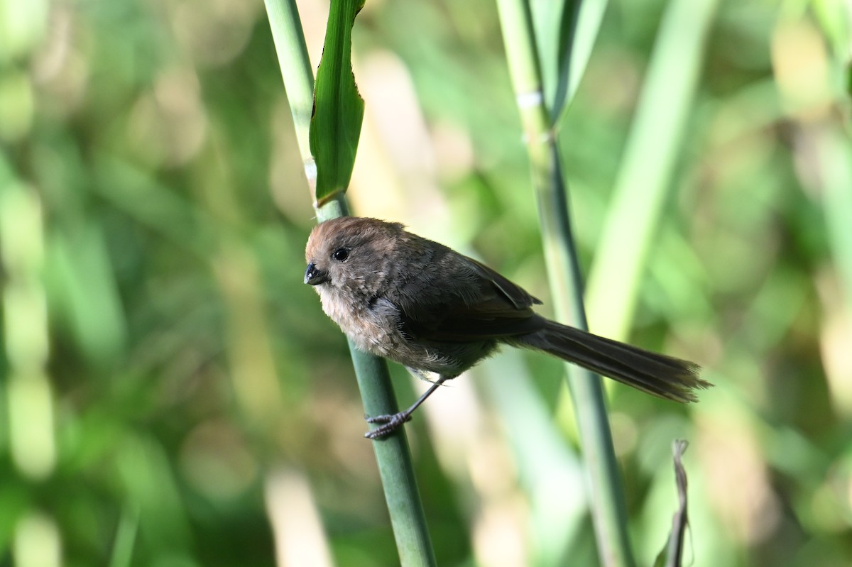 Vinous-throated Parrotbill - ML642378985