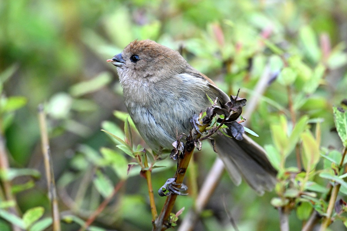 Vinous-throated Parrotbill - ML642378986