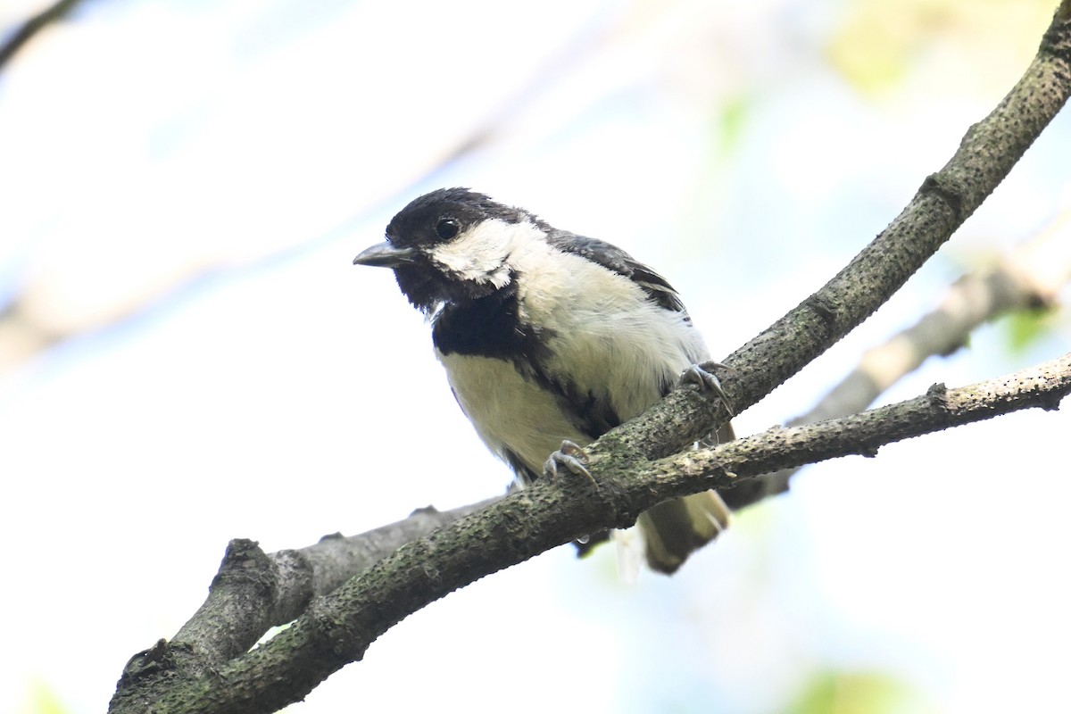 Asian Tit - ML642378987