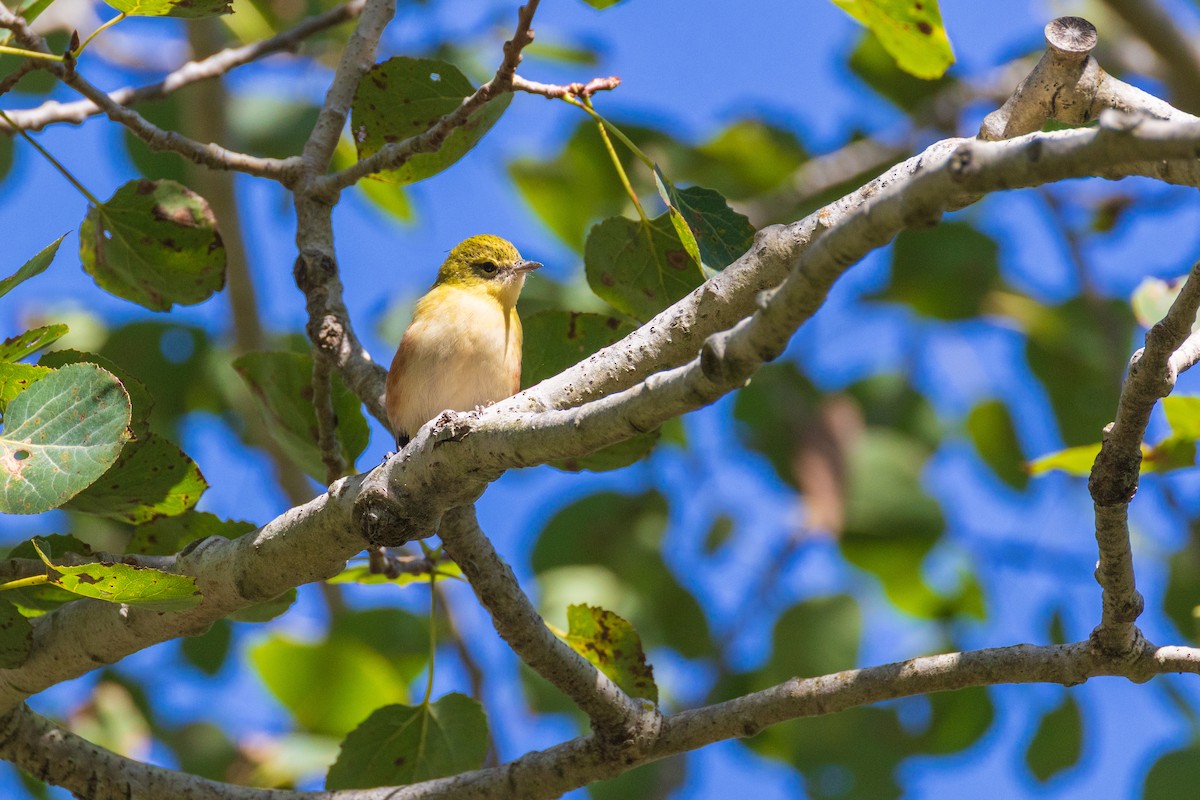Bay-breasted Warbler - ML642378989
