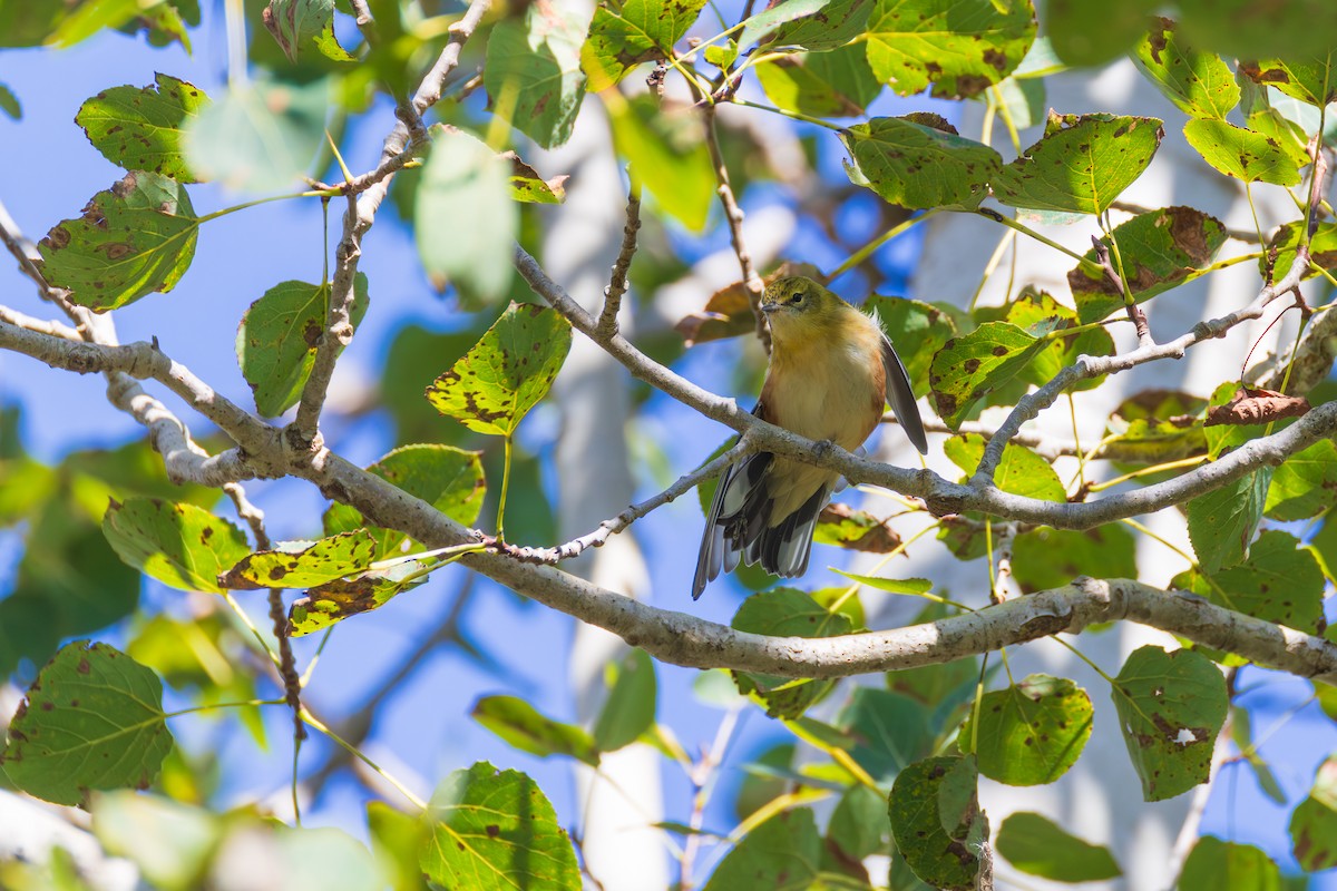 Bay-breasted Warbler - ML642378990