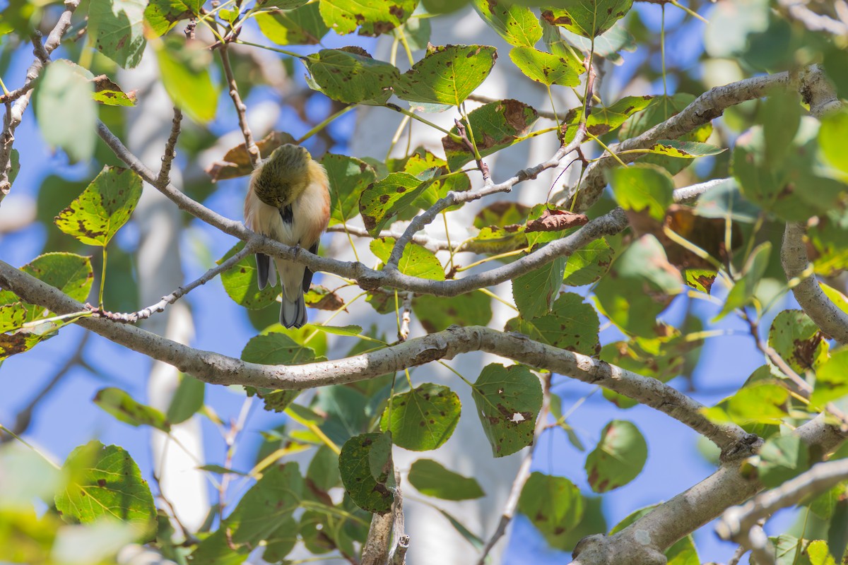 Bay-breasted Warbler - ML642378991