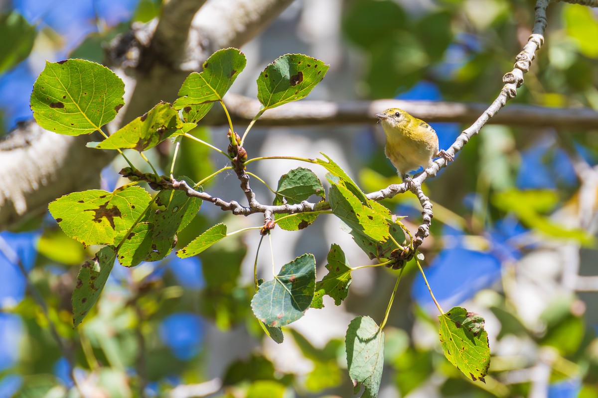 Bay-breasted Warbler - ML642378992