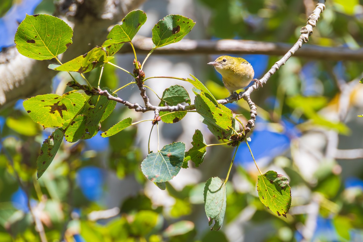 Bay-breasted Warbler - ML642378993