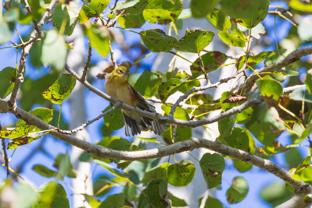 Bay-breasted Warbler - ML642378995