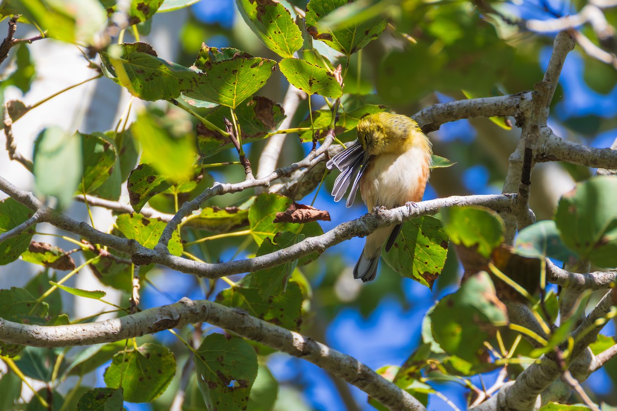Bay-breasted Warbler - ML642378998