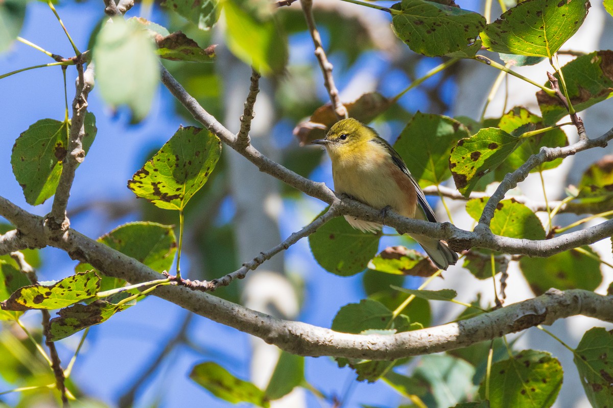 Bay-breasted Warbler - ML642378999